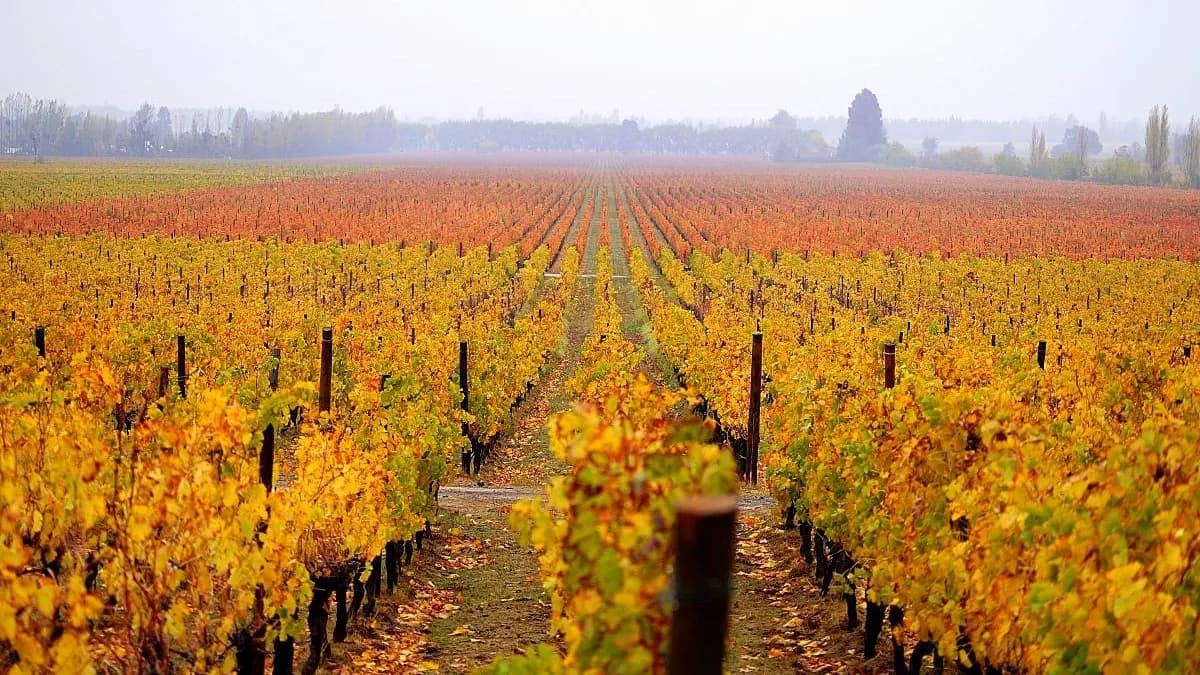 Clos Apalta 2019, del valle chileno de Apalta, participará en una cata internacional de ocho países en Burdeos