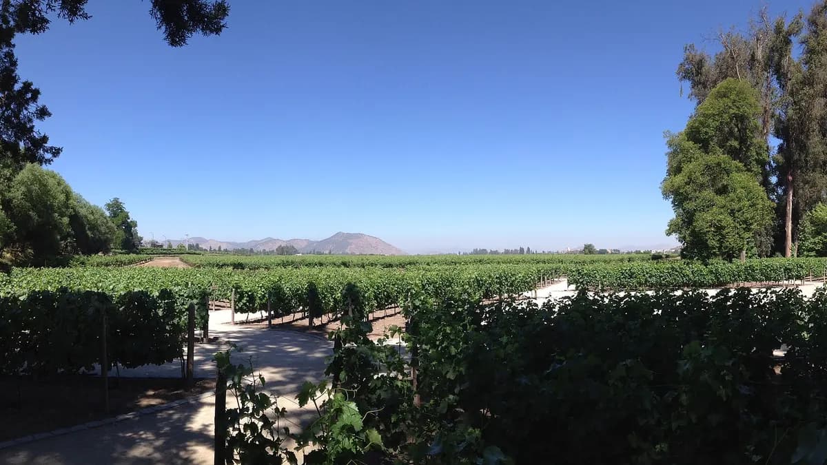 Viñedo de Concha y Toro en Pirque con cerros al fondo