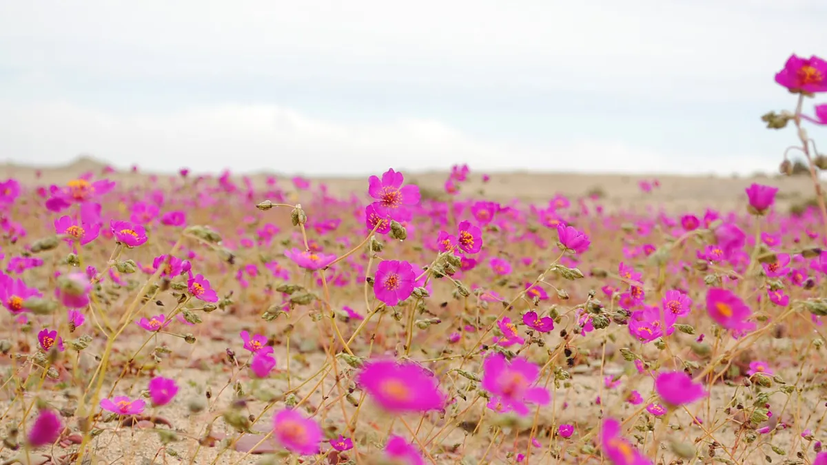 Desierto florido 2026: Atacama llena sus hoteles en el peak de la floración