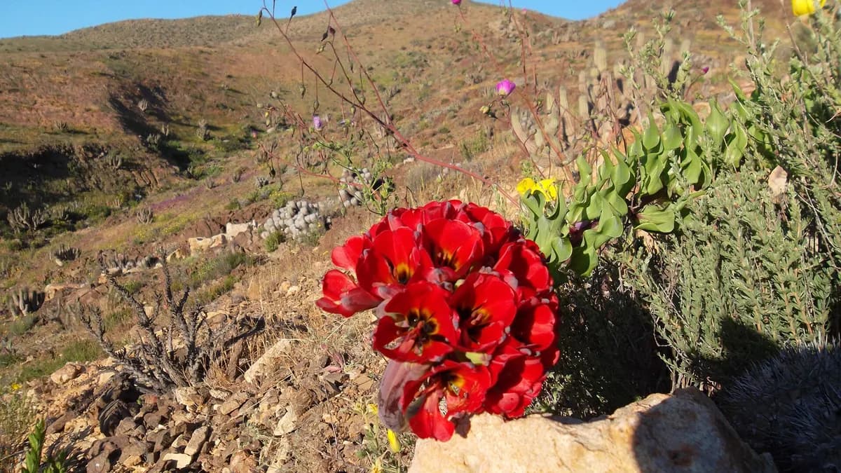 Flor roja de garra de león entre rocas y matorrales del Parque Nacional Llanos de Challe
