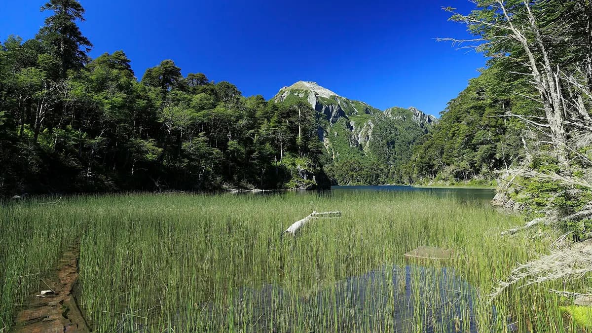 Lago Toro rodeado de bosque, con un cerro rocoso al fondo y cielo azul