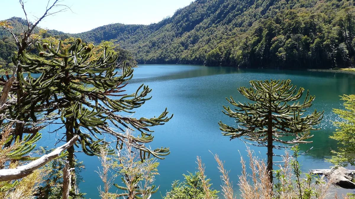 Laguna Verde del Parque Nacional Huerquehue rodeada de bosque y araucarias