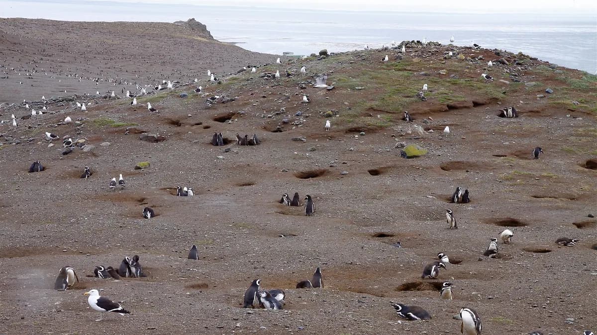 Colonia de pingüinos de Magallanes en las laderas de isla Magdalena