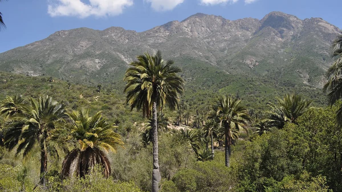 Palmas chilenas en el sector Palmas de Ocoa del Parque Nacional La Campana con cerros al fondo