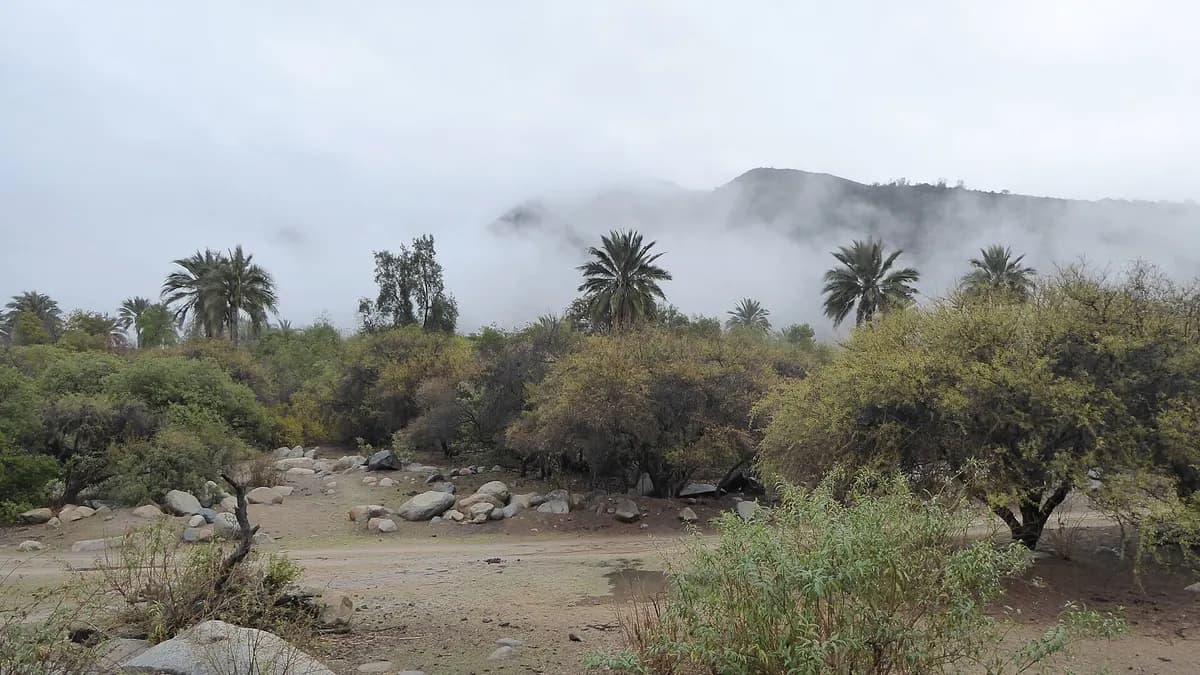 Palmas y matorral entre la neblina en el Parque Nacional La Campana