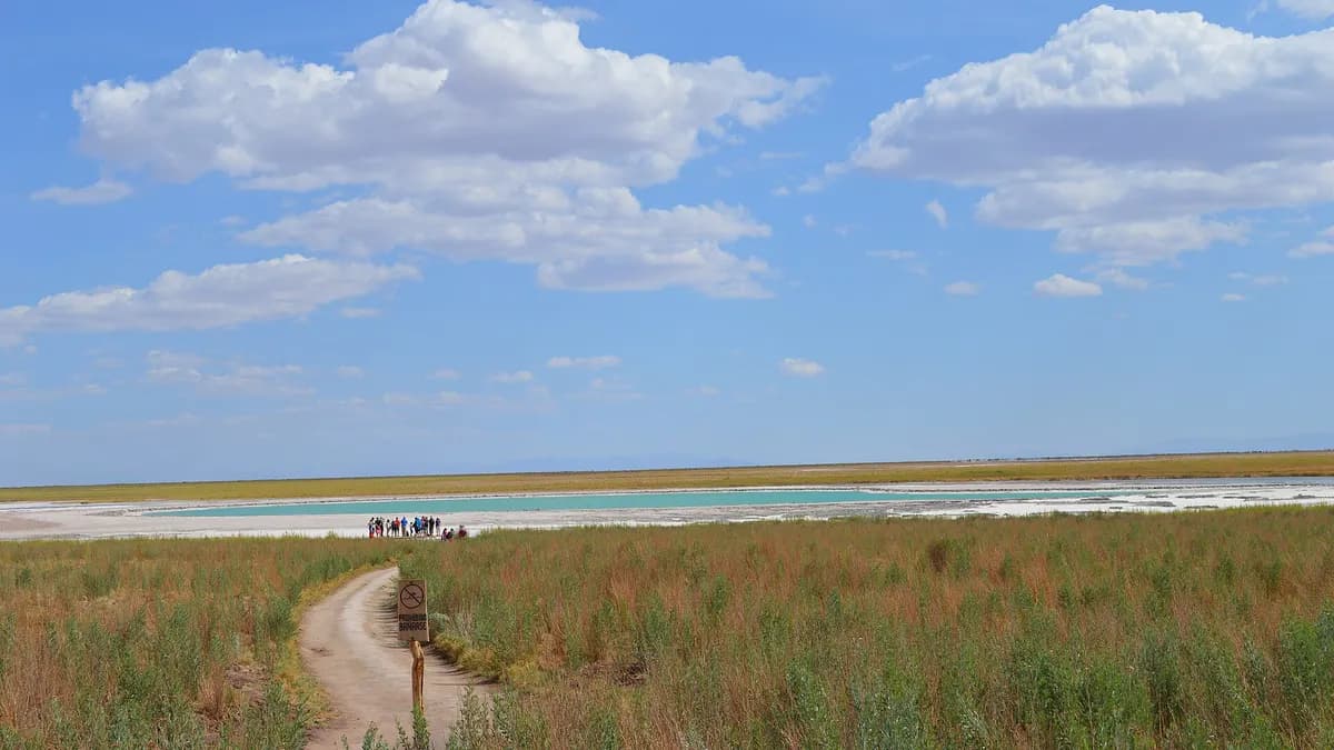 Sendero entre pastos hacia Laguna Cejar con el salar al fondo