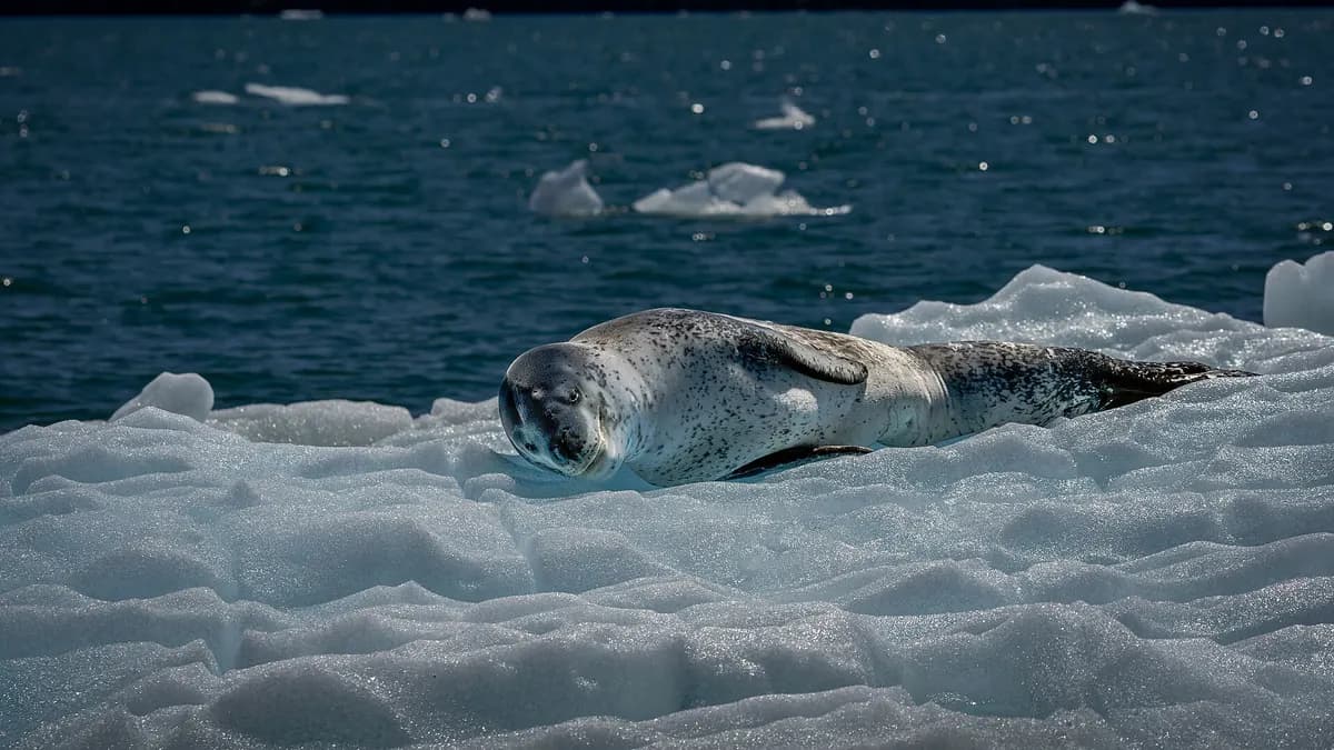 Foca leopardo descansando sobre un témpano en la laguna San Rafael