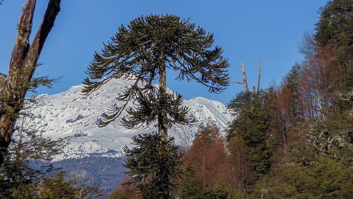 Araucaria frente al volcán Llaima nevado vista desde la Reserva Nacional Malalcahuello