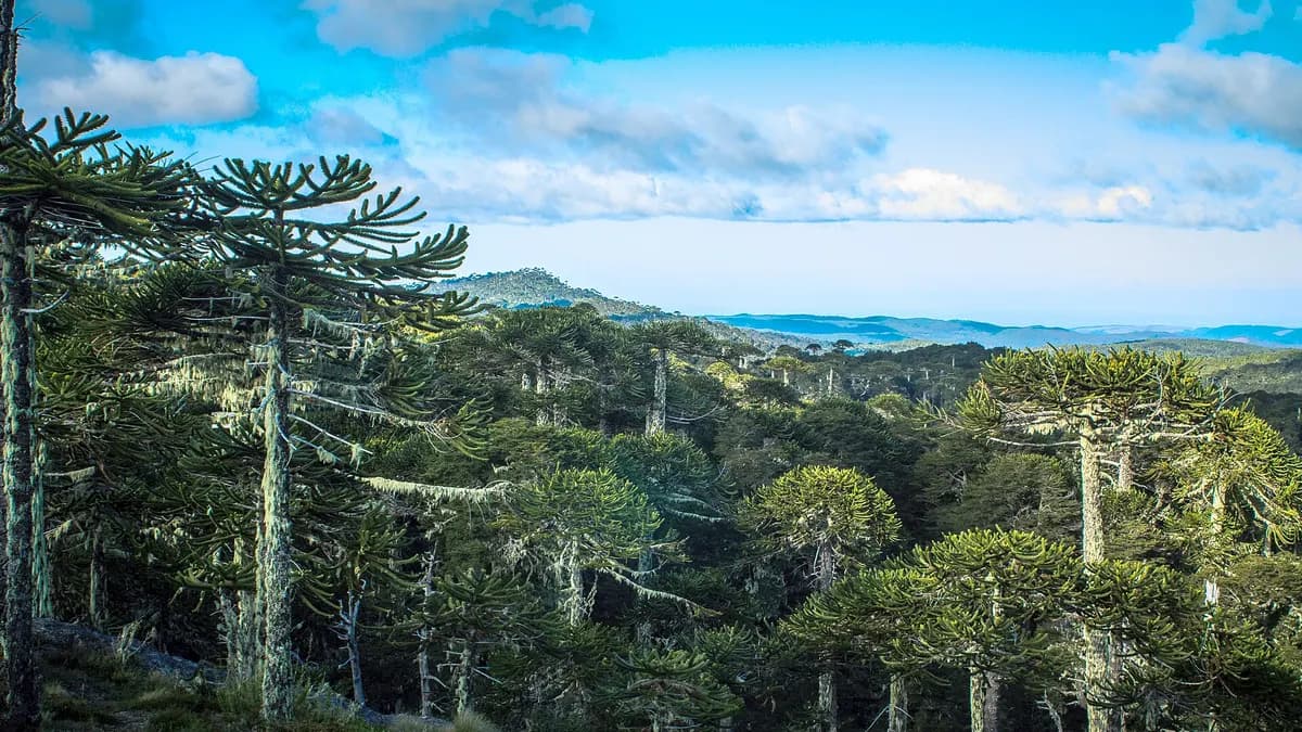 Nahuelbuta National Park: how to get there, trails and the Piedra del Águila among monkey puzzle trees