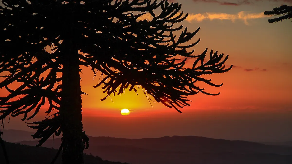 Silhouette of a monkey puzzle tree at sunset in Nahuelbuta National Park