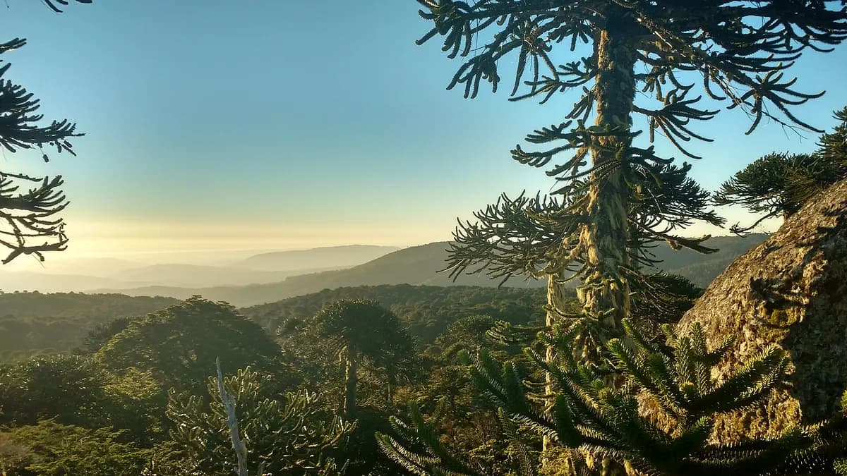 Monkey puzzle trees at the Piedra del Águila lookout, with the valley behind
