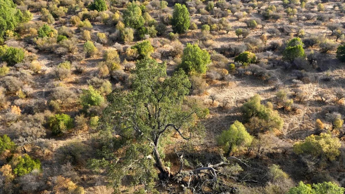 Quillay nativo entre matorral esclerófilo en la Reserva Lago Peñuelas