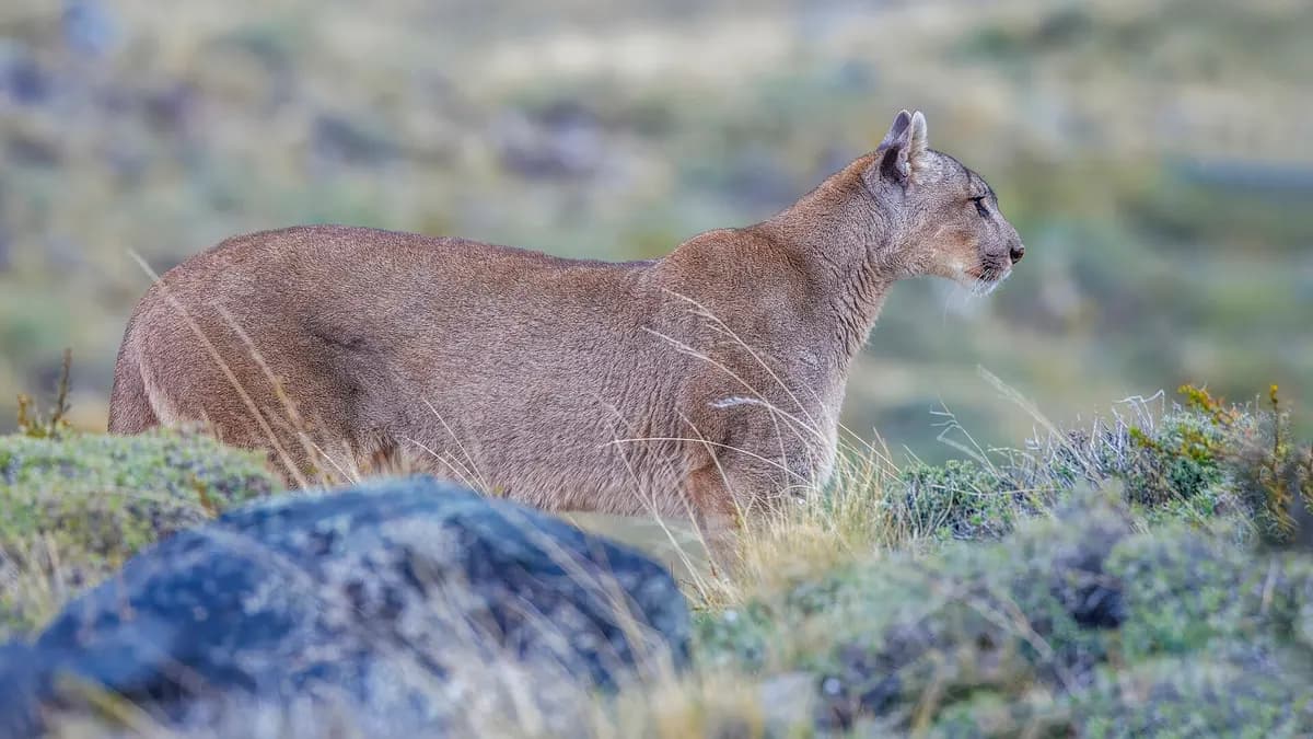 Un puma en la Reserva Nacional Lago Peñuelas: el segundo registro en cinco años