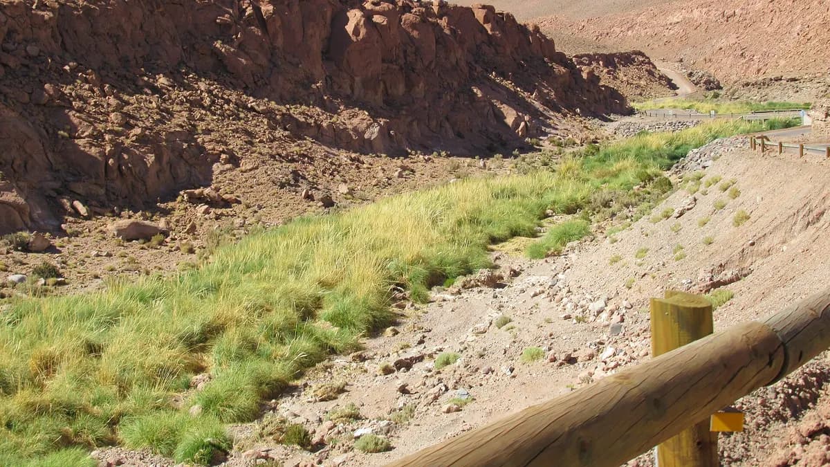 Camino de tierra junto al río Puritama, con pastos verdes y cerros rojizos