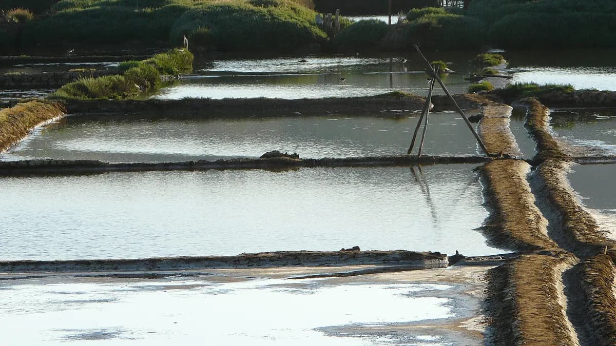 Piscinas de evaporación de sal separadas por muros de barro en las salinas de Cáhuil