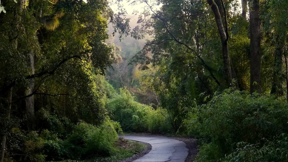 Camino entre bosque nativo en el cerro Ñielol de Temuco
