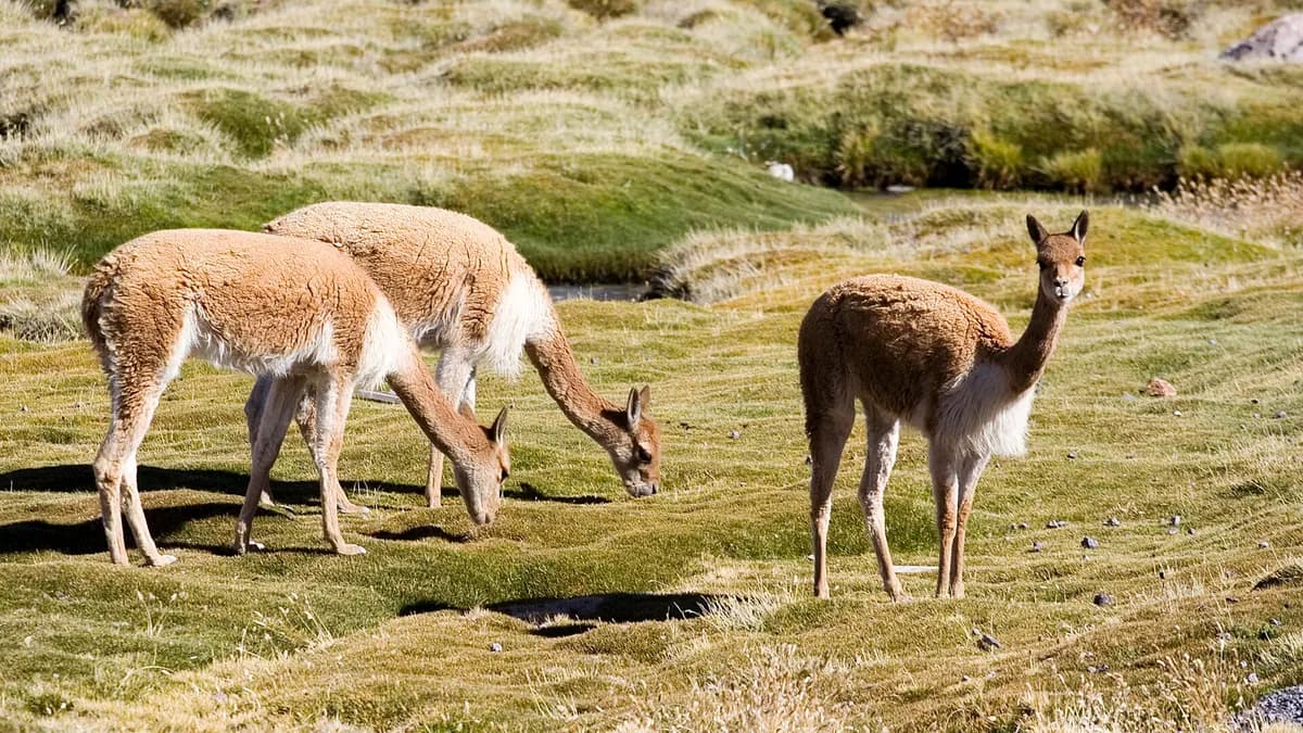 Vicuñas pastando en el bofedal junto al lago Chungará