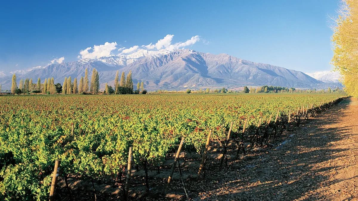 The World's 50 Best Vineyards y Vinexpo Explorer: Chile recibe dos grandes eventos del vino en noviembre