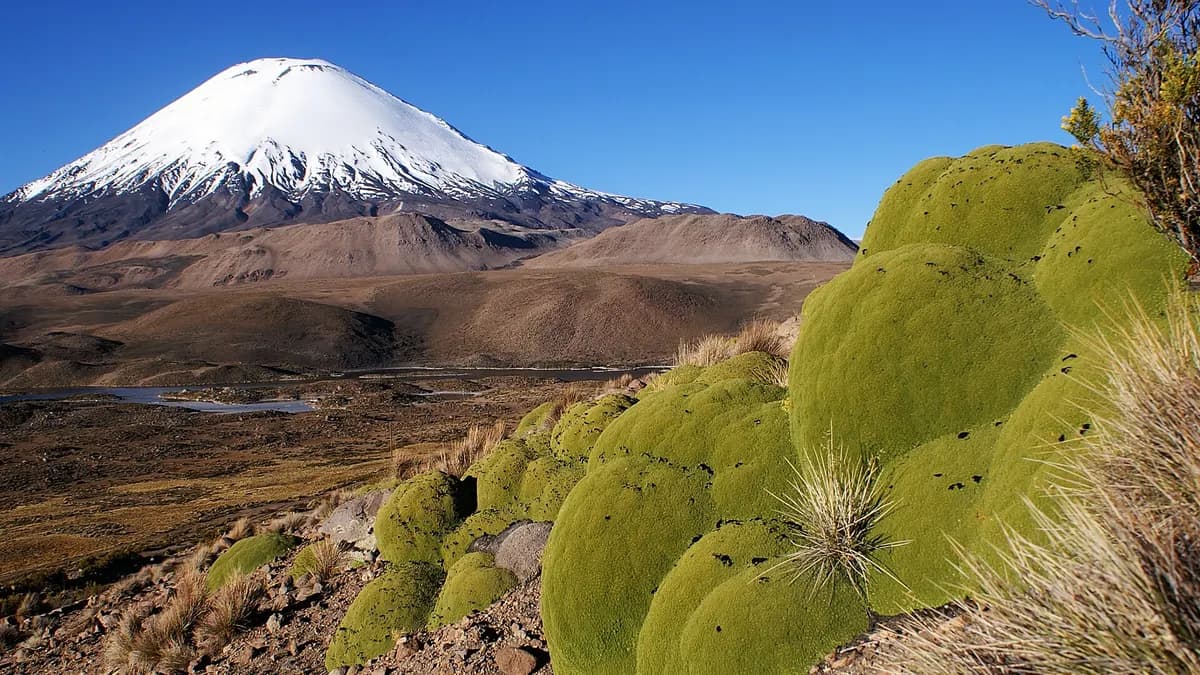 Volcán Parinacota nevado con llaretas en primer plano en el altiplano